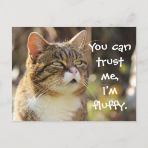 Funny Cat Caption Trust Me I'm Fluffy Postkarte