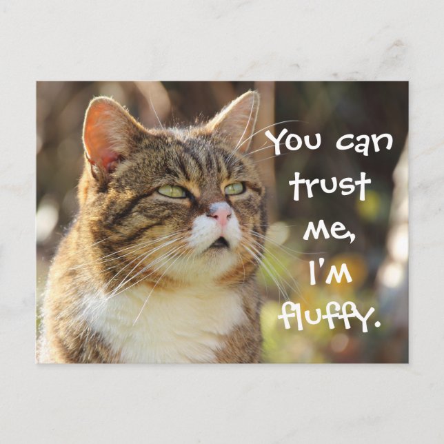 Funny Cat Caption Trust Me I'm Fluffy Postkarte (Vorderseite)