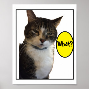 Funny Cat Foto Poster