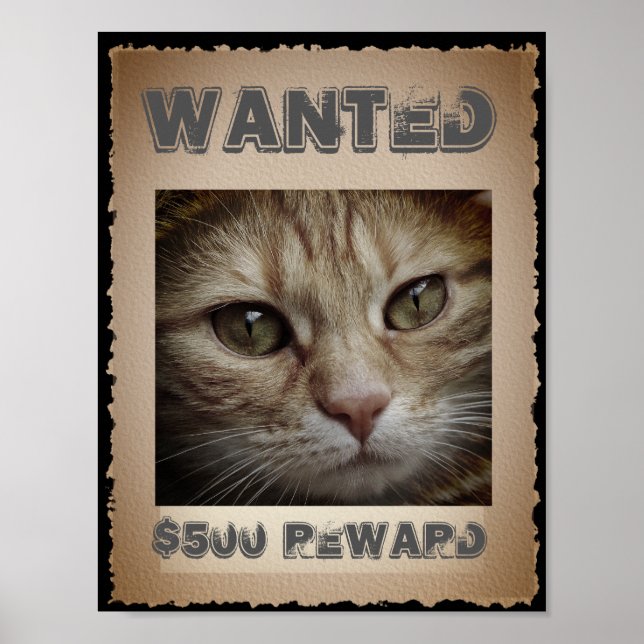 Funny Cat Gewollt Poster (Vorne)
