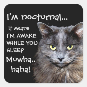 Funny Cat ist Nocturnal Evil Laugh Quadratischer Aufkleber
