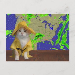 Funny Cat/Kitty Weatherman in Yellow Slicker Postkarte