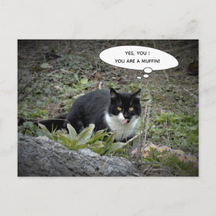 Funny Cat Postcard Postkarte