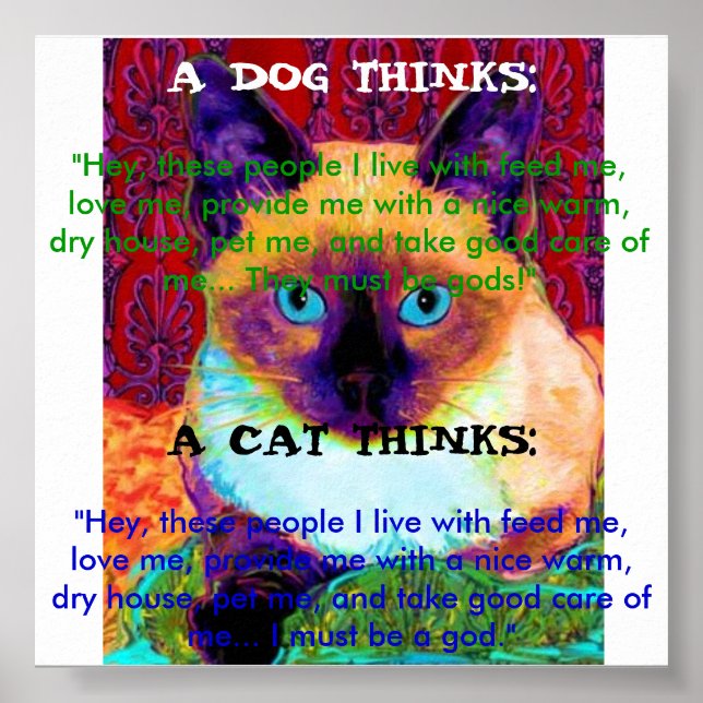 Funny Cat Poster (Vorne)