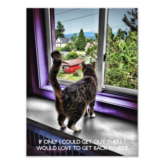 Funny Cat Poster (Vorne)