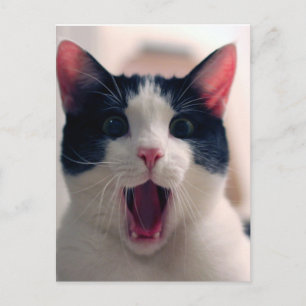 Funny Cat Postkarte
