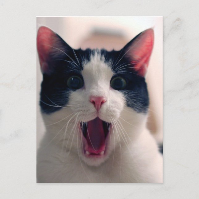 Funny Cat Postkarte (Vorderseite)