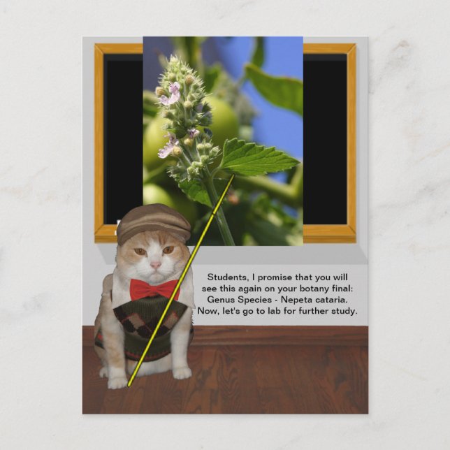 Funny Cat Professor Postkarte (Vorderseite)