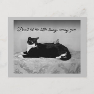 Funny Cat und Annoying Parakeet Postkarte