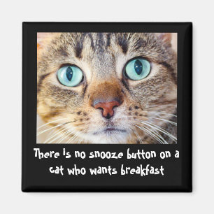 Funny Cat Will Food Magnet