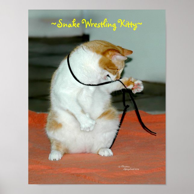 Funny Cat Wrestling Snake Poster (Vorne)