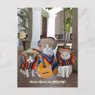 Funny Cats Feliz Cinco de Mayo Postkarte