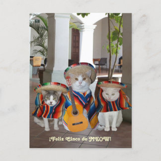Funny Cats Feliz Cinco de Mayo Postkarte