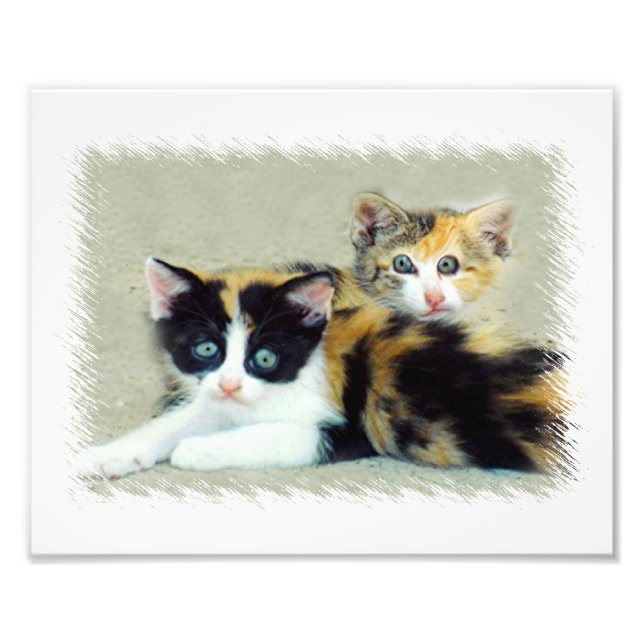Funny Cats Fotodruck (Vorne)
