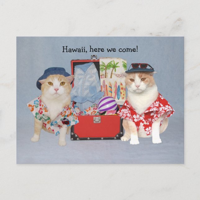 Funny Cats on Cruise Postkarte (Vorderseite)