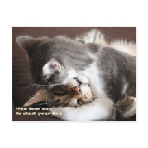 Funny Cats squeeze hug