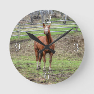 Funny Chestnut Stallion Horse Foto Runde Wanduhr