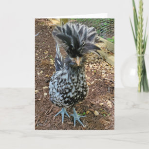 Funny Chicken Spaß, Lieblings Chick Polnischer Hen Karte