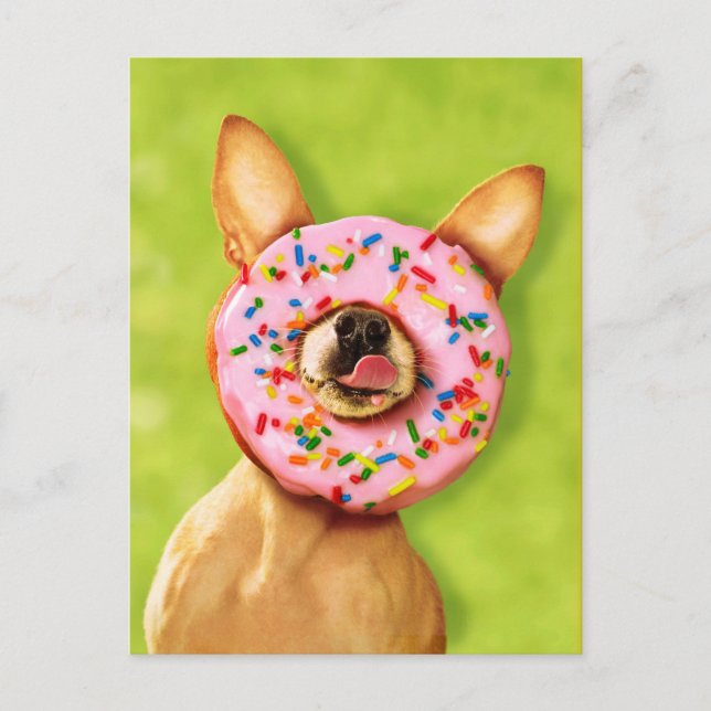 Funny Chihuahua Hund mit Sprinkle Donut auf Nase Postkarte (Vorderseite)