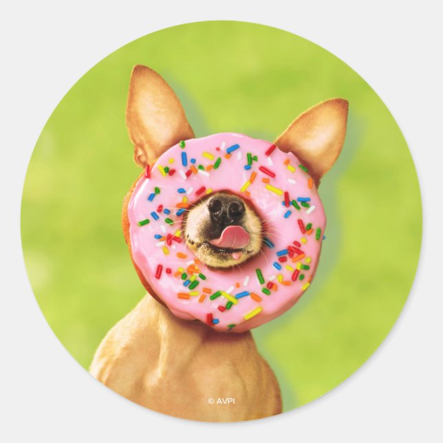 Funny Chihuahua Hund mit Sprinkle Donut auf Nase Runder Aufkleber (Vorderseite)