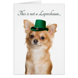Funny Chihuahua Leprechaun Card