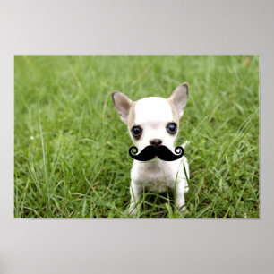 Funny Chihuahua Mustache Poster