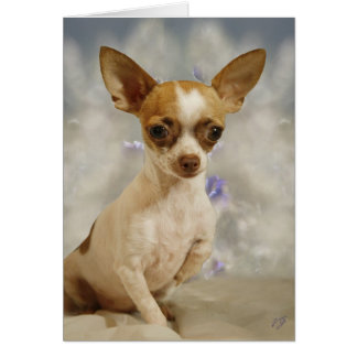 Funny Chihuahua Puppy (Cream/Brown) Erster Schritt