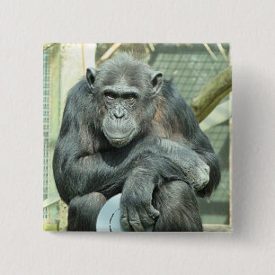 FUNNY CHIMPANZEE BUTTON