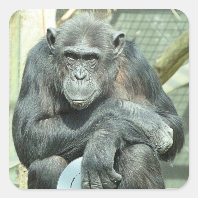 FUNNY CHIMPANZEE QUADRATISCHER AUFKLEBER (Vorderseite)