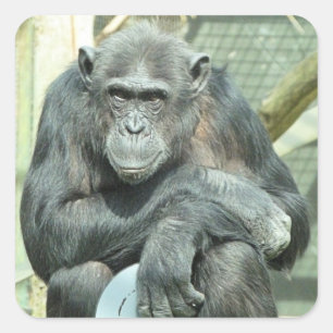 FUNNY CHIMPANZEE QUADRATISCHER AUFKLEBER