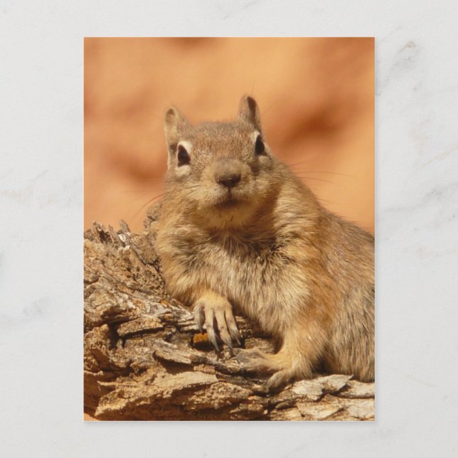 Funny chipmunk liegt auf einem Felsen Postkarte (Vorderseite)