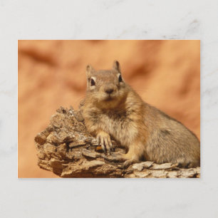 Funny chipmunk liegt auf einem Felsen Postkarte