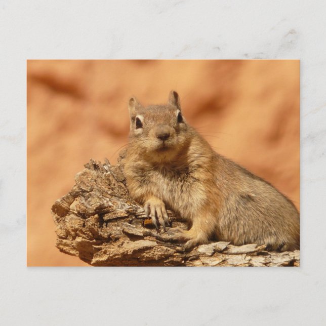 Funny chipmunk liegt auf einem Felsen Postkarte (Vorderseite)