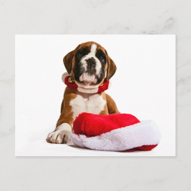 Funny Christmas dog Boxer Puppy Feiertagspostkarte (Vorderseite)