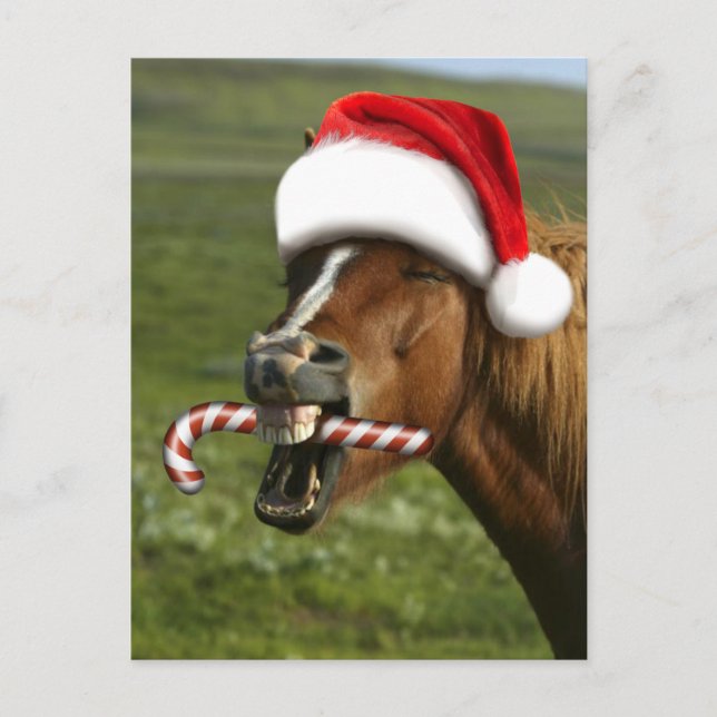 Funny Christmas horse with Santa Smiling Postkarte (Vorderseite)