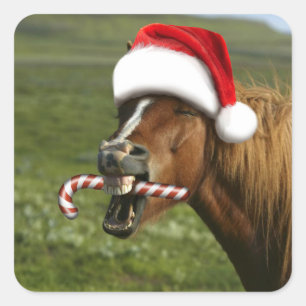 Funny Christmas horse with Santa Smiling Quadratischer Aufkleber