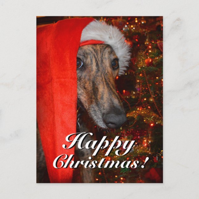 Funny Christmas Santa Greyhound Lurcher Feiertagspostkarte (Vorderseite)