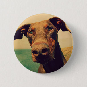 Funny Closeup of a Natural Doberman Dog Button