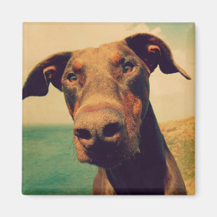 Funny Closeup of a Natural Doberman Dog Magnet