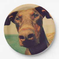 Funny Closeup of a Natural Doberman Dog