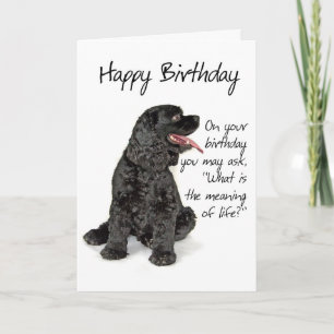 Funny Cocker Spanel Birthday Card Karte