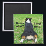 Funny Corgi Hintern Magnet<br><div class="desc">Raten Sie mal! Corgi Hintern. Mein Lieblingswitz als Pembroke Welsh Corgi Besitzer. Dieser niedliche,  sonnige Boden gehört zu einem bezaubernden Tricolor-Korgi-Hund und ist ein großartiger Spaß-Magnet.</div>