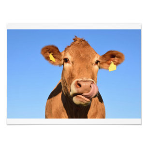 Funny Cow Fotodruck