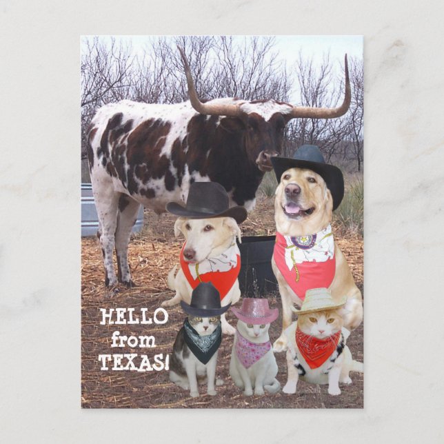 Funny Cowboy Pets Hello aus Texas Postkarte (Vorderseite)
