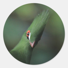 Funny Curry Guinea Turaco Green Bird Runder Aufkleber