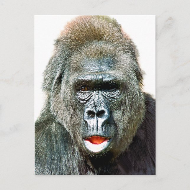 FUNNY CUTE GORILLA POSTKARTE (Vorderseite)