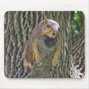 Funny Cute Lazy Squirrel on Tree Branch Mousepad