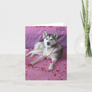 Funny, Cute Siberian Husky Valentine's Day Karte