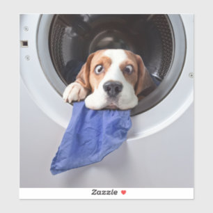 Funny dizzy beagle delicate washing aufkleber