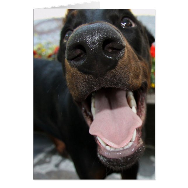 Funny Doberman (Vorne)